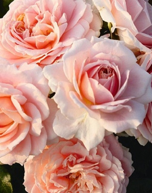 Роза плетистая Амаретто